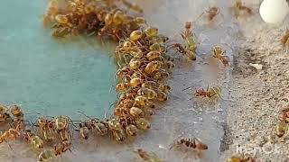 Argentine ants drinking blue water 🐜🐜 [upl. by Lehman]