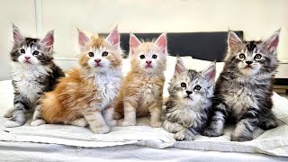 Maine Coon Kittens On the Loose [upl. by Cassiani]