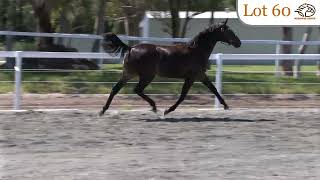 Lot 60 Bettors Wish  Our Expressive Art filly Medowie Lodge Nutrien Equine Sydney March 810 [upl. by Brew]