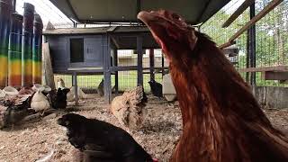 Backyard Chickens  September 24 2024  Daily Video 🐣🐥🐤🐔🐓 [upl. by Adnal]