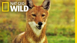 Go on a Journey with an Ethiopian Wolf Family  Nat Geo Wild [upl. by Annohs]