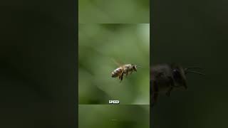 Dancing Honey Bees [upl. by Ehtyaf968]