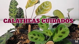 Calathea cuidados planta chuyito jardinero [upl. by Sidney596]