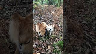 Chihuahuas love jumping over stick when walking animal trails in the woods longhairedchihuahua [upl. by Persas]