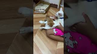 San na daw ang dede Snow  Cute cat video cat cute catlover kittens [upl. by Evetta353]