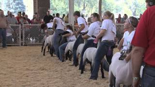 4H Sheep  Iowa State Fair 2013 [upl. by Yeniffit]