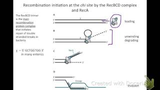 15 Homologous recombination [upl. by Adnowal]