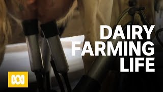 A day in the life of a dairy farmer [upl. by Toulon]