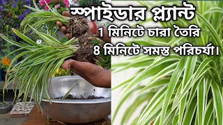 1 মি তৈরি করুন স্পাইডার প্ল্যান্ট এর চারা  cutting spider plant babies Propagate Spider Plantlets [upl. by Minier]