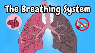 The Breathing System Overview [upl. by Audly]