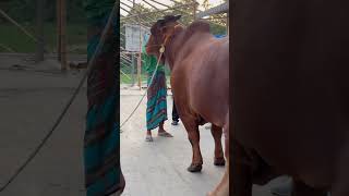 Biggest cows in the world  bull weighted 1200kg its Hugee [upl. by Foy]