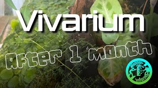 Vivarium after 1 month [upl. by Laris937]