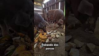 Tratando dos porcos 🐖 porco vidanaroça chiqueiro porcos [upl. by Sirrap]