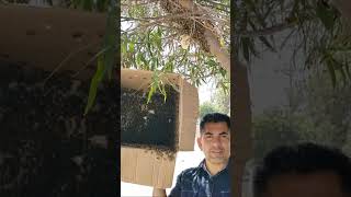 las abejas crean panales en automatico pero en ocaciones abandonan un pequeño panal [upl. by Fonsie]