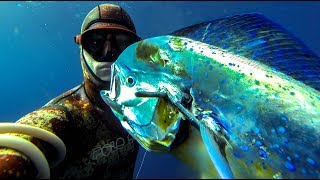 Spearfishing for Mahi Mahi  Dolphin fish What you NEED to know [upl. by Hyacinth]