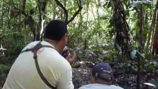 Whitelipped peccary Tayassu pecari herd in Peru Amazon Rainforest [upl. by Linson313]