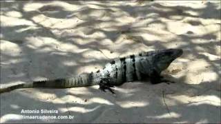 Ctenosaura similis Black Iguana Chankanaab ParkCozumelMX1332013Antonio Silveira [upl. by Ralat]