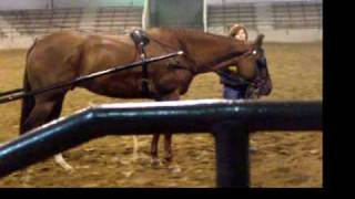 Scott Kauffman AQHA Driving Demo [upl. by Nidorf]