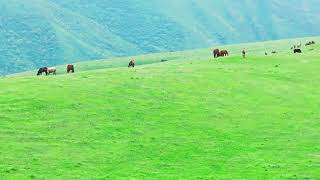 horses are grazing on top of green mountain hill at misty and rainy summer day [upl. by Chura]