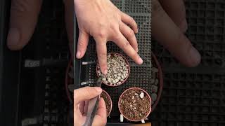 Planting lithops plants lithop lithops lithotherapy lithopscare [upl. by Assiral380]