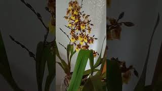 Oncidium youtubeshorts flores orquidias orchid orquidario orquideaslindas [upl. by Eilahtan]