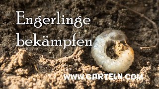 Engerlinge Maikäfer bekämpfen [upl. by Magee]