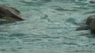 Blacklegged Kittiwake 10th February 2014 Scilly [upl. by Hgielek]