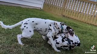 Dalmatians Playing in Slow Motion [upl. by Ellary]