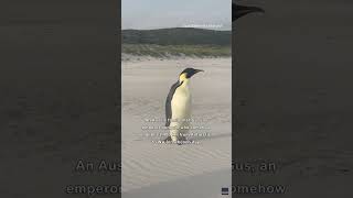 Australian Family Meets Penguin Very Very Far From Home [upl. by Eerahs]