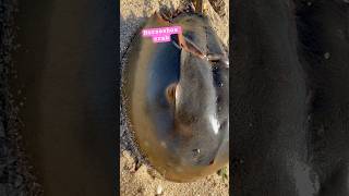 Horseshoe crab horseshoecrab animals sea seashore youtube youtubeshorts [upl. by Rodama]