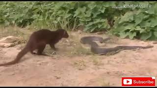 MUSANG VS KING COBRA [upl. by Sami332]