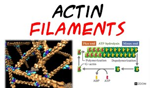 Actin filaments  structure and assembly [upl. by Teuton]