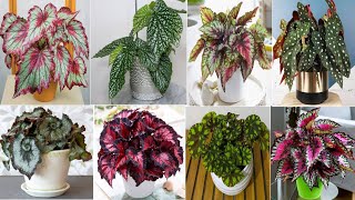 Top 29 Indoor Begonia Plants  Low Light Indoor Begonia Plant varieties  Plant and Planting [upl. by Erised]