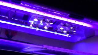 Rickets Reef DIY LED Light Fixture Pt 4 [upl. by Assereht]