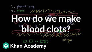 How do we make blood clots  Human anatomy and physiology  Health amp Medicine  Khan Academy [upl. by Ztirf]