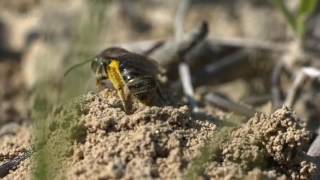 Documentaire Les abeilles sauvages [upl. by Bella]