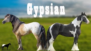 Futura Raza quotGypsianquot Caballos Gypsyfrison🐴Del Cerro Soy [upl. by Oriana]