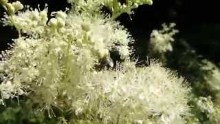 Blühendes Mädesüß Filipendula ulmaria [upl. by Arfihs]