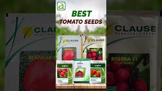 Best Tomato Seeds Varieties For Tamil Nadu  Find the Right One for You seminis syngenta [upl. by Frannie88]