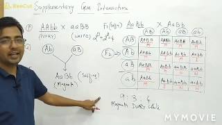 Supplementary Gene Interaction [upl. by Bathsheba]