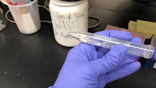 Pulverizing Magnaporthe oryzae mycelium for DNA extraction [upl. by Kcyrred]