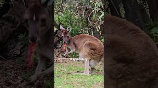 Fun fact about Kangaroo🦘  facts kangaroo [upl. by Nathanial]