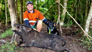 Protecting Farmers Crops from Feral Pigs Fruit Farm and Sugarcane Hunting [upl. by Yvehc]