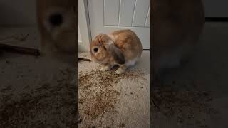 The Messy Floor bunny freeroamrabbit rabbit shorts shortsvideo shortsfeed [upl. by Bates]