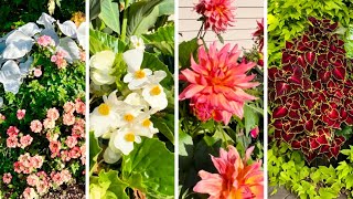 Tour of Plants that Just Keep Blooming — Final Look at My Sister’s Annual Containers [upl. by Doy]