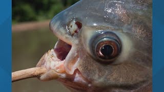 Invasive fish species with teeth found in Texas lake [upl. by Nnawtna]