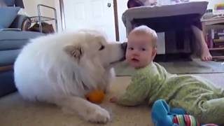 Divertidos perros Samoyedo y bebés jugando juntos compilación Video HD [upl. by Alinoel]