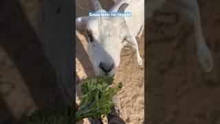 30 seconds of a goat eating broccoli 🥦🐐😂 [upl. by Aeduj989]