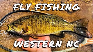 Fly Fishing Western NC for Smallmouth Bass [upl. by Ayhtnic]