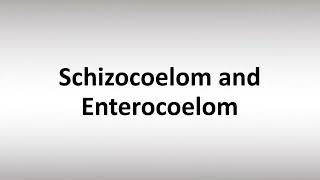 How to Pronounce Schizocoelom and Enterocoelom [upl. by Kelci]